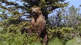 Grizzly Man Movie Still - #1050