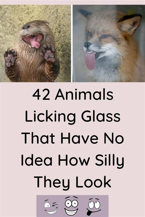 42 Animals Licking Glass That Have No Idea How Silly They Look In 2022