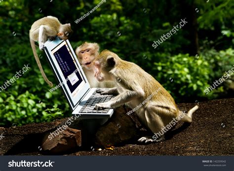 Monkeys Play Computer Stock Photo 142259542 Shutterstock