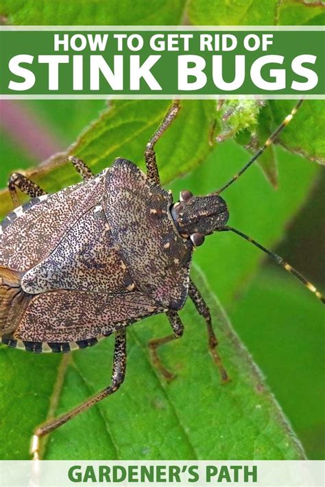 How To Get Rid Of Stink Bugs In The Home Or Garden