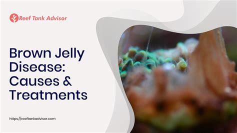 Brown Jelly Disease Causes Treatment Reef Tank Advisor
