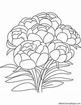 Peony Flowers Coloring sketch template