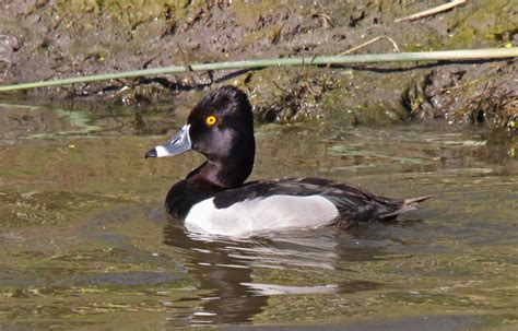 Pictures And Information On Ring Necked Duck