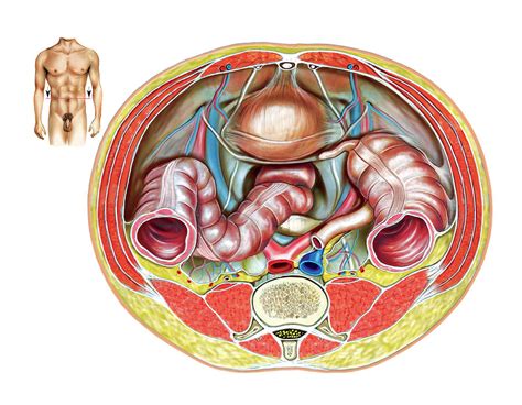 Male Genital System Photograph By Asklepios Medical Atlas Pixels Merch