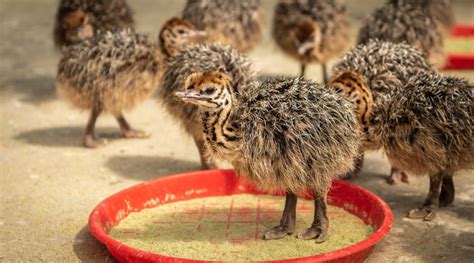 Southern Ostrich Chicks Pets Nigeria
