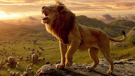 Le Roi Lion Live Action Disney + - Disney's The Lion King - Live Action [3D + 2D Blu-ray] — Shopville