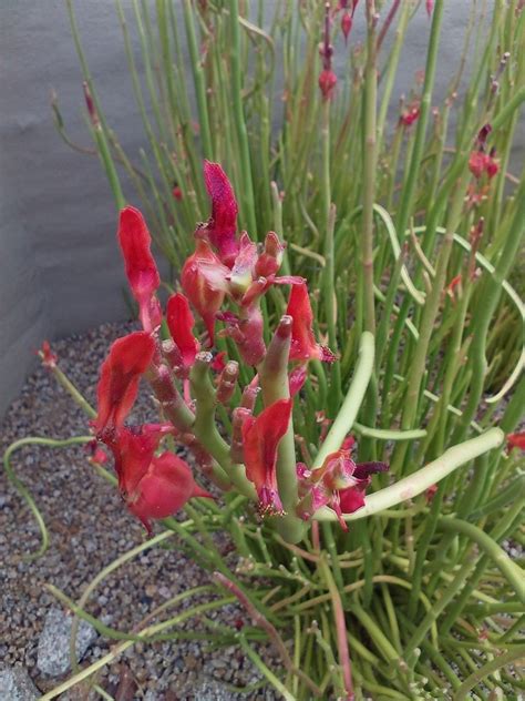 Glenview 60026 2245218000 axe 047583851 anixter international, inc anjac enterpises inc. Sign in to your Microsoft account | Cactus flowers, Cactus ...