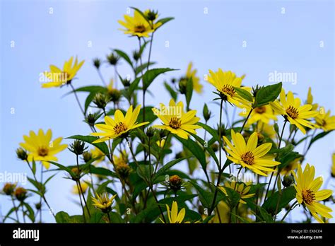 Helianthus Lemon Queen Yellow Flowers Flower Autumn Flowering Sunflower