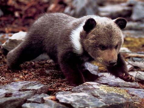 Grizzly Bear Cub On All Fours Wallpaper Size Bears Pinterest