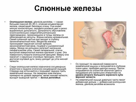 Диета при воспалении слюнной железы Диета После Удаления Слюнной Железы — Похудение Диета Правильное Питание Диета После Удаления Слюнной Железы — Похудение Диета Правильное Питание Диета при воспалении слюнной железы