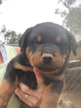 We offer rottweiler puppies for sale as either an import rottweiler puppy or one. Rottweiler puppy for sale in SCOTTSDALE, AZ. ADN-70994 on ...