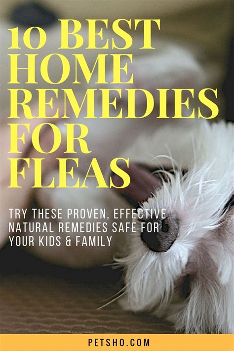 Homemade Remedies For Fleas You Have To Try