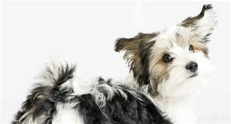 Havanese Mixes All Of The Shapes And Sizes