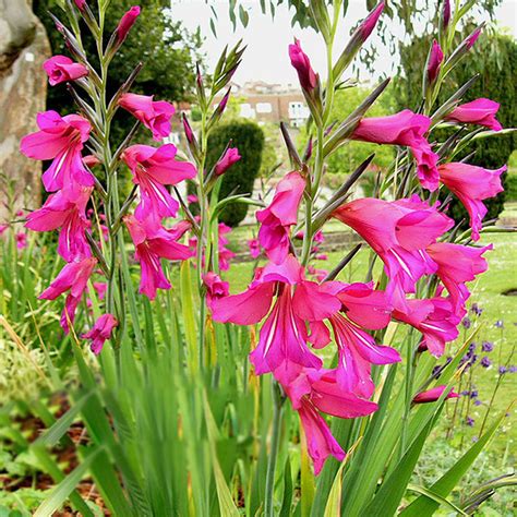 Spread 1 inch of peat moss over the site prior to planting and use a garden tiller to incorporate into the soil. 2pcs Mixed Colors Gladiolus Jumbo Giant Flower Bulbs ...