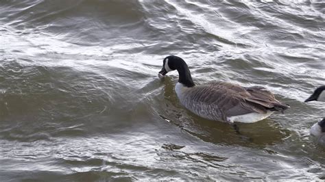 Canada Geese Eating Fish Youtube