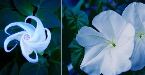 Flowers That Bloom At Night In Hindi 19 Amazing Flowers That Bloom At