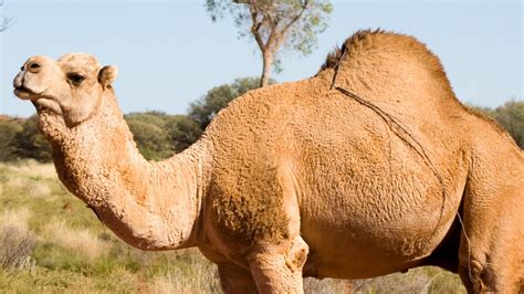 Feral Camel Cull In Northwest South Australia To Begin This Week Daily Telegraph