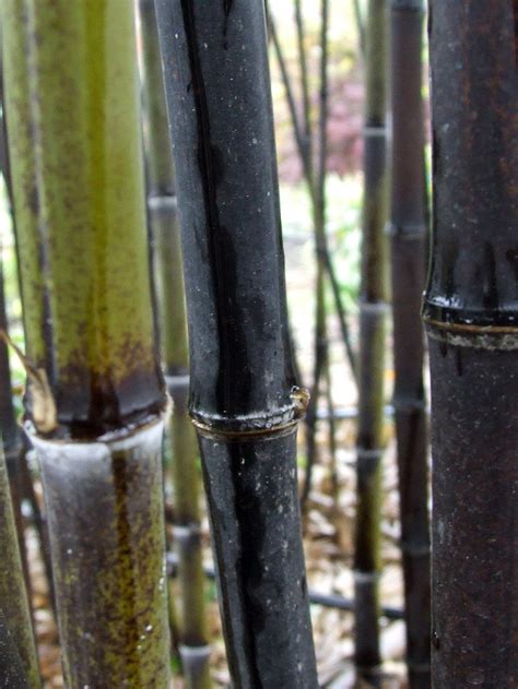 Giant Black Bamboo Phyllostachys Nigra 4 Pot Ebay
