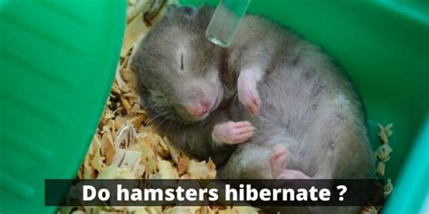 All About Caring For Your First Hamster