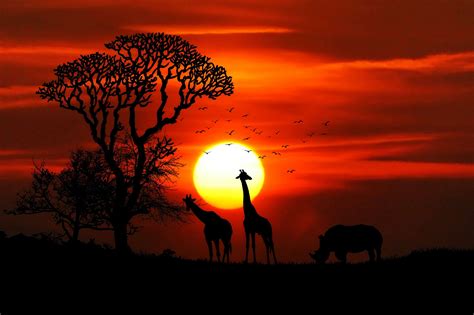 Animals Birds Dawn Giraffe Giraffes Landscape Nature Outdoors