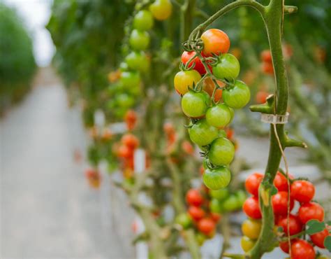 Cherry Rajčice U Hidroponskom Uzgoju Gospodarski List