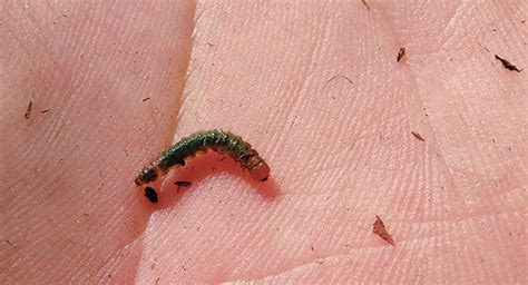 How To Manage Sod Webworms Landscape Management Landscape Management