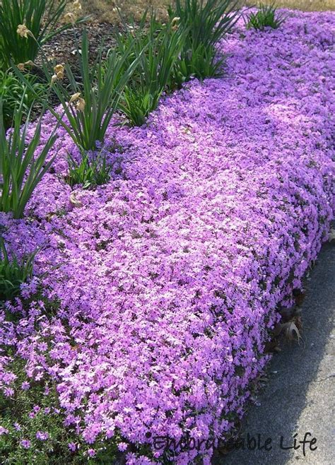 Plants Creeping Phlox Ground Cover