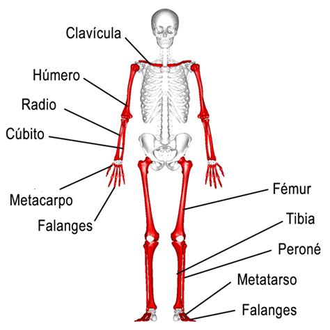 Clasificación De Los Huesos Según Forma Tamaño Estructura Función