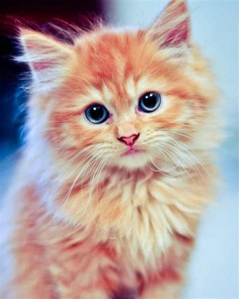Ginger Kitten With Blue Eyes Gatos Bonitos Loca De Los