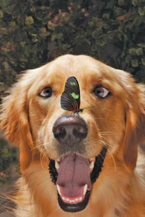 Dog And Butterfly Dogs Wonderful Dogs Pinterest Butterflies