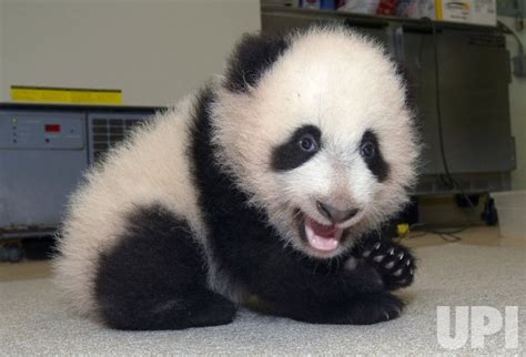 Photo San Diego Panda Gets New Teeth Wax20051124201