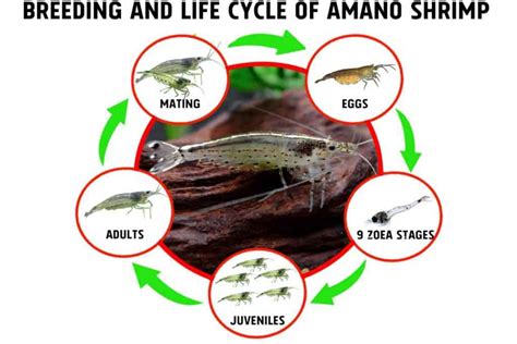 Breeding And Life Cycle Of Amano Shrimp Shrimp And Snail Breeder
