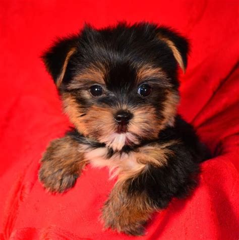 Teacup yorkie puppies and dogs for adoption and rescue from yorkshire terrier dog breeders and rescue organizations in colorado, co. Teacup Yorkie puppies for adoption | Teacup yorkie puppy, Yorkie puppy, Yorkie