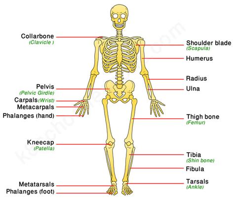 Human Skeletal System Human Body Facts Skeleton And Bones Facts