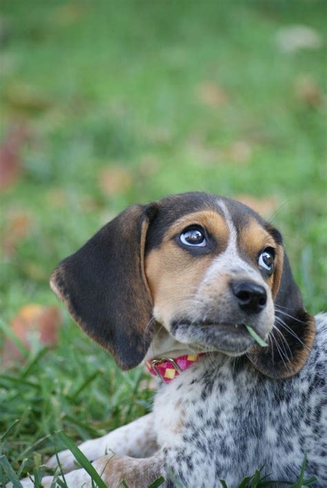 Bluetick Coonhound Puppies Blue Tick Beagle Beagle Puppy Blue Beagle
