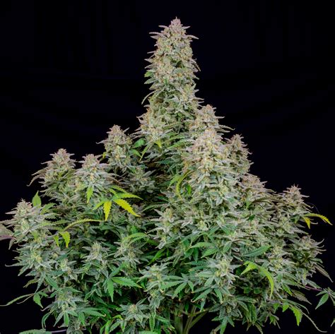 Buy Forbidden Runtz Auto Cannabis Seeds | Fast Buds