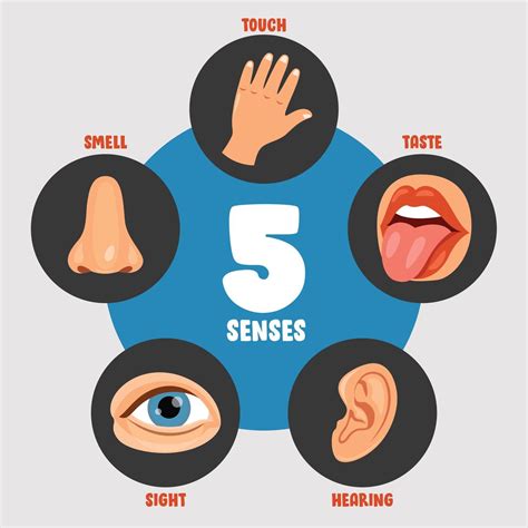 Five Senses Concept With Human Organs 2396062 Vector Art At Vecteezy