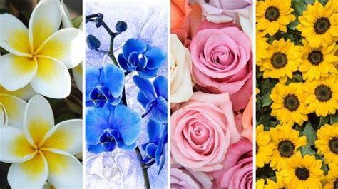 Tunjuk Id Tes Kepribadian Bunga Favorit Mana Yang Paling Mewakili