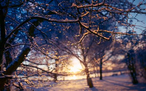 Branches Sunset Sunlight Snow Winter Wallpaper 2560x1600 178956