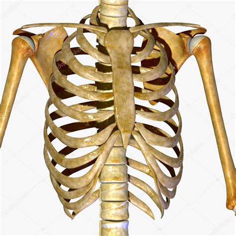 costelas de esqueleto — fotografias de stock © sciencepics 47996913