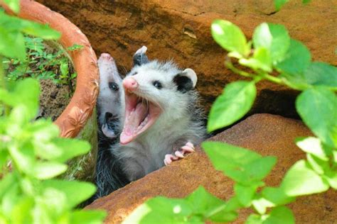 How To Get Rid Of Opossums