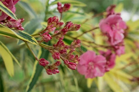 The Bright Red Nerium Oleander Flowers Are So Beautiful Stock Image