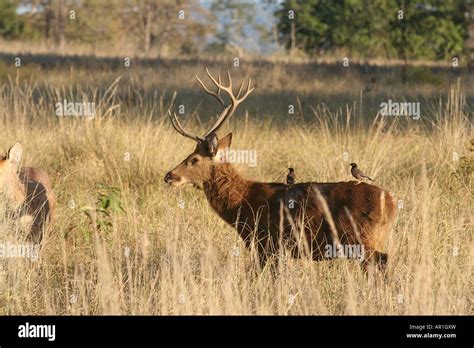 Barasingha Stag In Kanha National Park Madhya Pradesh India Stock