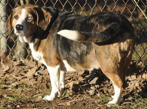 Basset Heeler Dog Breed Information And Pictures