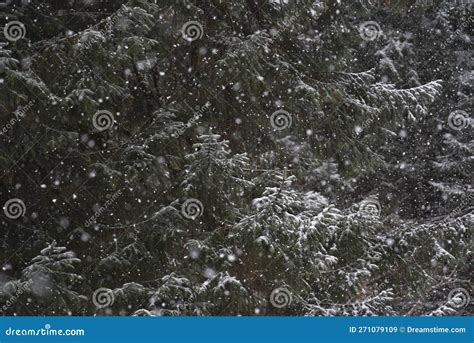 Snow Falling In A Forest Stock Image Image Of Cold 271079109