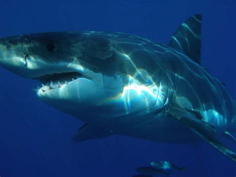 Megalodon Sharks Ate Their Siblings In The Womb Says New Study Star Mag