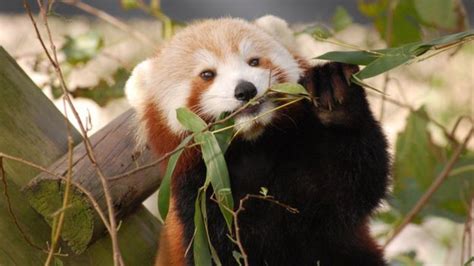 Lovelorn Red Panda Escapes From Virginia Zoo Bbc News