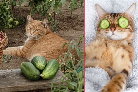 Why Are Cats Scared Of Cucumbers