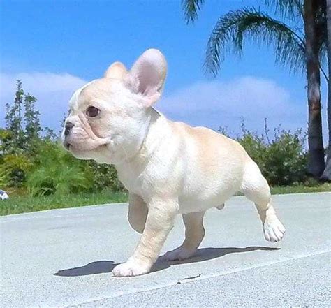 We have 4 month old french bulldog puppies. White & Cream French Bulldog Puppies for Sale - One Bark ...
