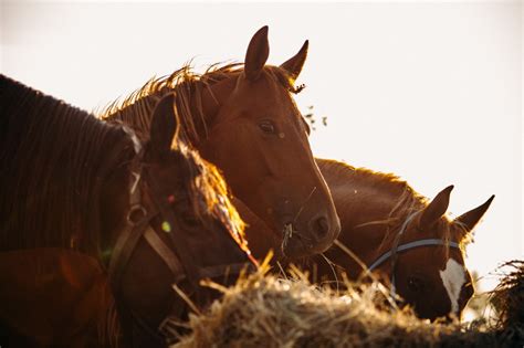 existe ligação entre a nutrição e a reprodução dos equinos criação de cavalos
